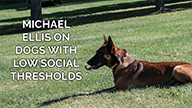 Michael Ellis on Dogs with Low Social Threshold