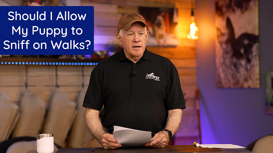Should I Allow My Puppy to Sniff on Walks?