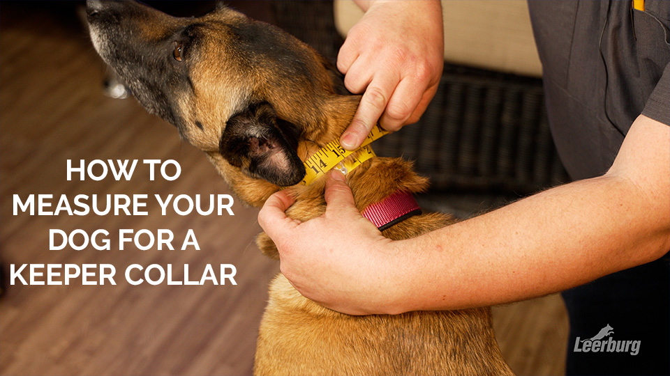 How to Measure Your Dog For a Keeper Collar