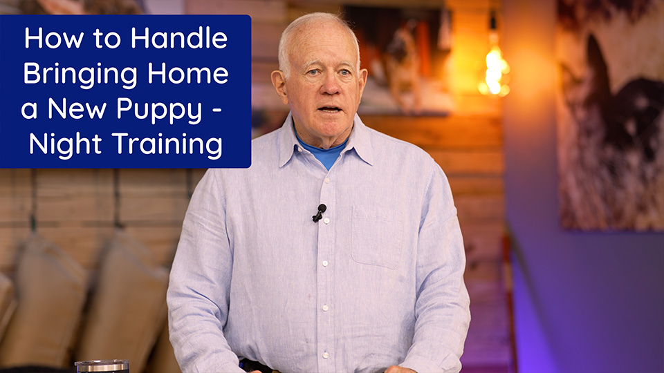 How to Handle Bringing Home a New Puppy - Night Training