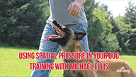 Using Spatial Pressure In Your Dog Training with Michael Ellis