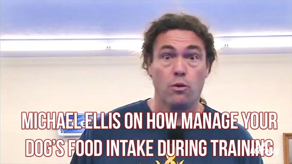 Michael Ellis on How to Manage Your Dogs Food Intake During Training