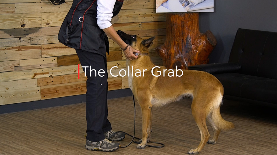 Training Your Dog The Collar Grab