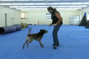 Michael Ellis - Engagement Training with His Dog Pi 