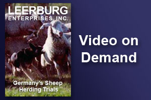 Germanys Sheep Herding Trials