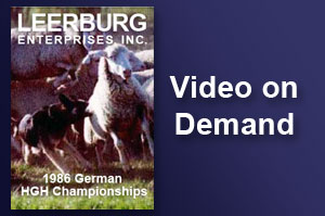 1986 German HGH Championships Sheep Herding Competition 