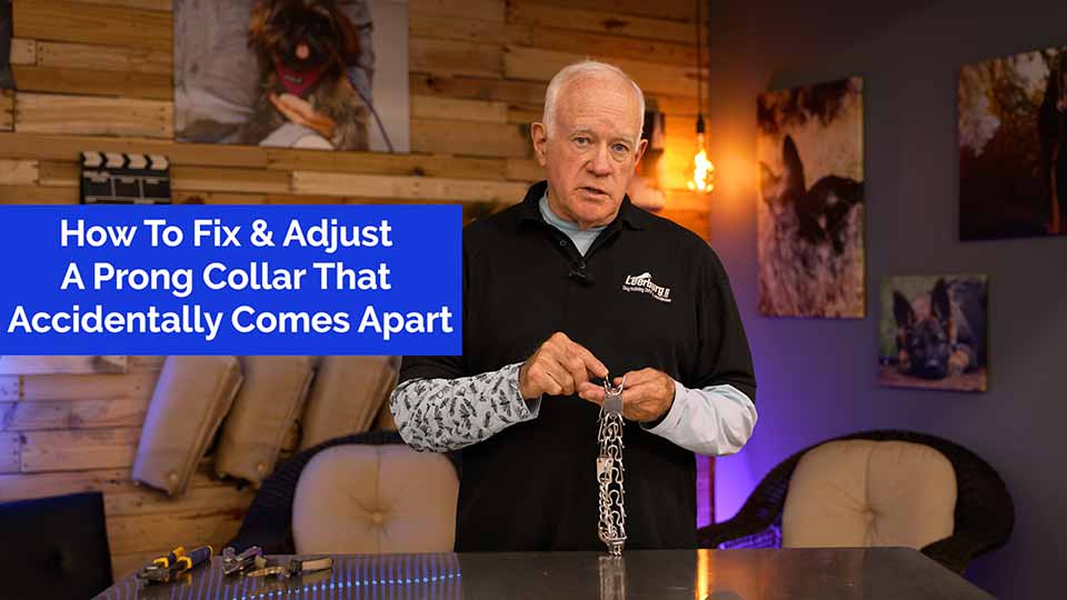 How to Fix & Adjust A Prong Collar That Comes Apart