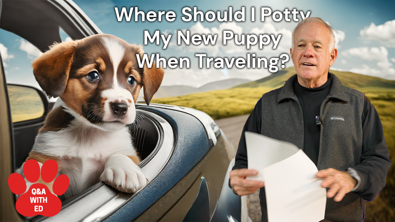 Where Should I Potty My New Puppy When Traveling?
