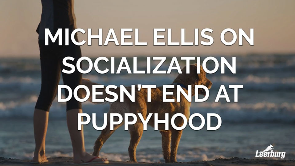 Michael Ellis on Socialization Doesnt End At Puppyhood