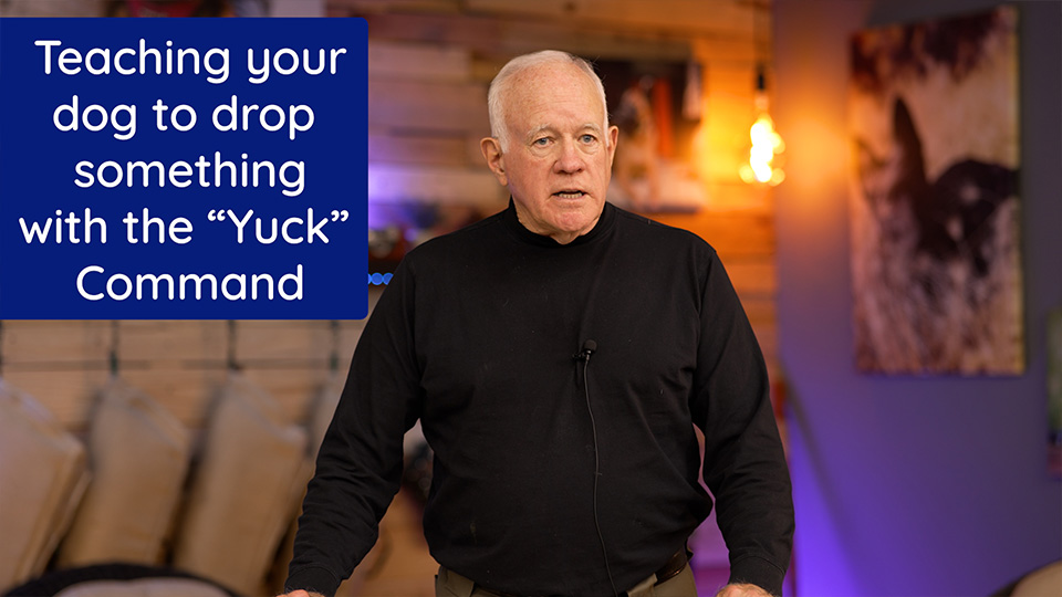 Teaching Your Dog to Drop Something with the Yuck Command