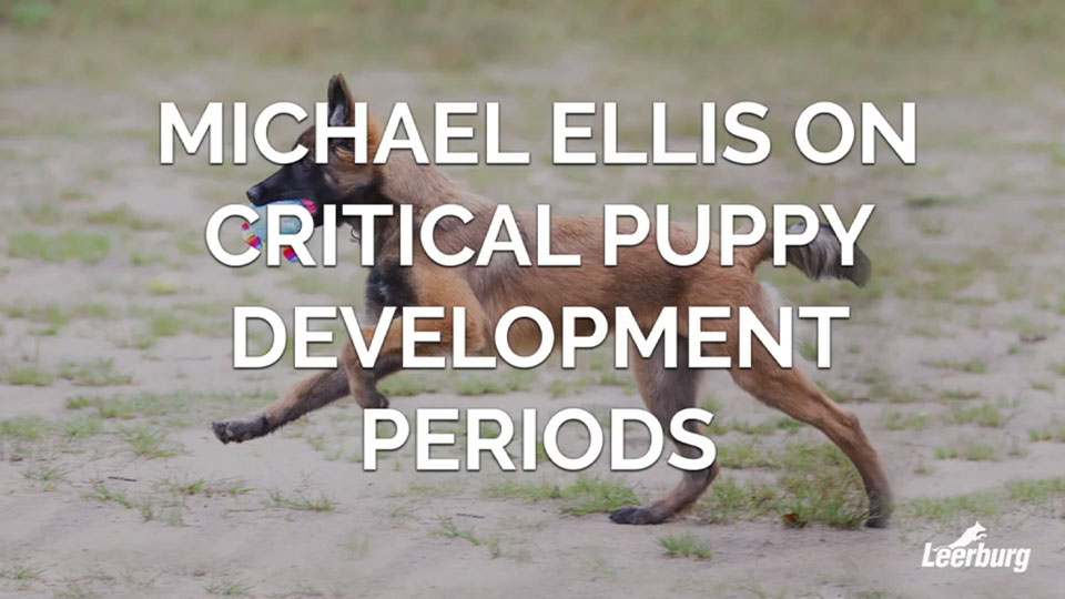 Michael Ellis on Critical Puppy Development Periods