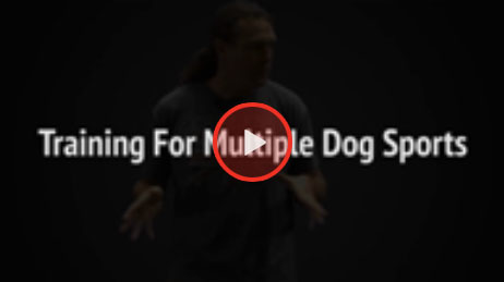Training For Multiple Dog Sports with Michael Ellis 
