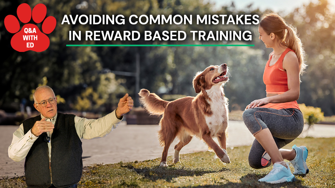Avoiding Common Mistakes In Reward Based Training