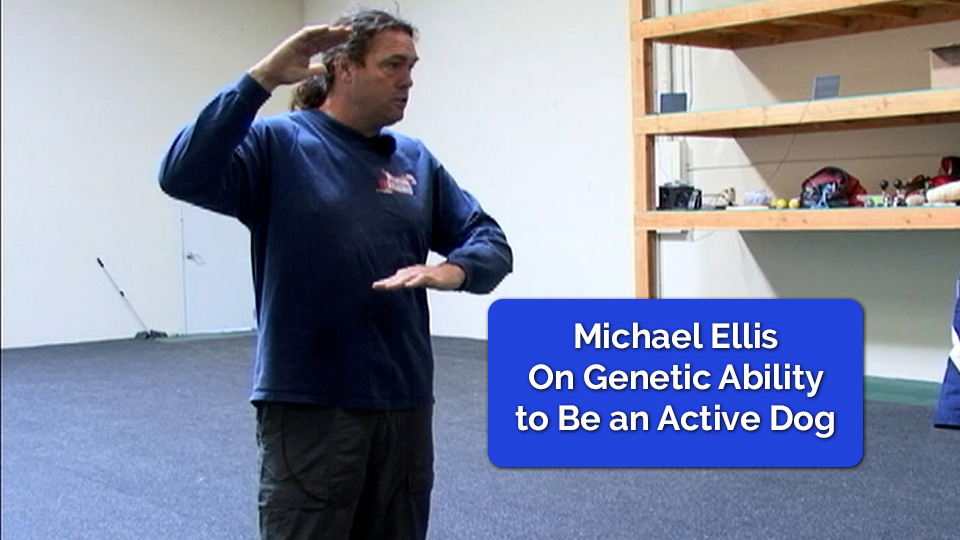 Michael Ellis on Genetic Ability to Be an Active Dog