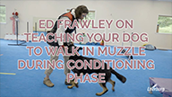 Ed Frawley Teaching Your Dog to Walk in Muzzle During Conditioning Phase