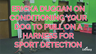 Ericka Duggan on Conditioning Your Dog to Pull On a Harness For Sport Detection