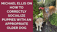 Michael Ellis on How to Correctly Socialize Puppies with an Appropriate Older Dog