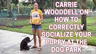 Carrie Wooddell on How to Correctly Socialize Your Puppy at The Dog Park