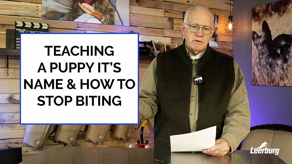Teaching a Puppy Its Name and How To Stop Biting