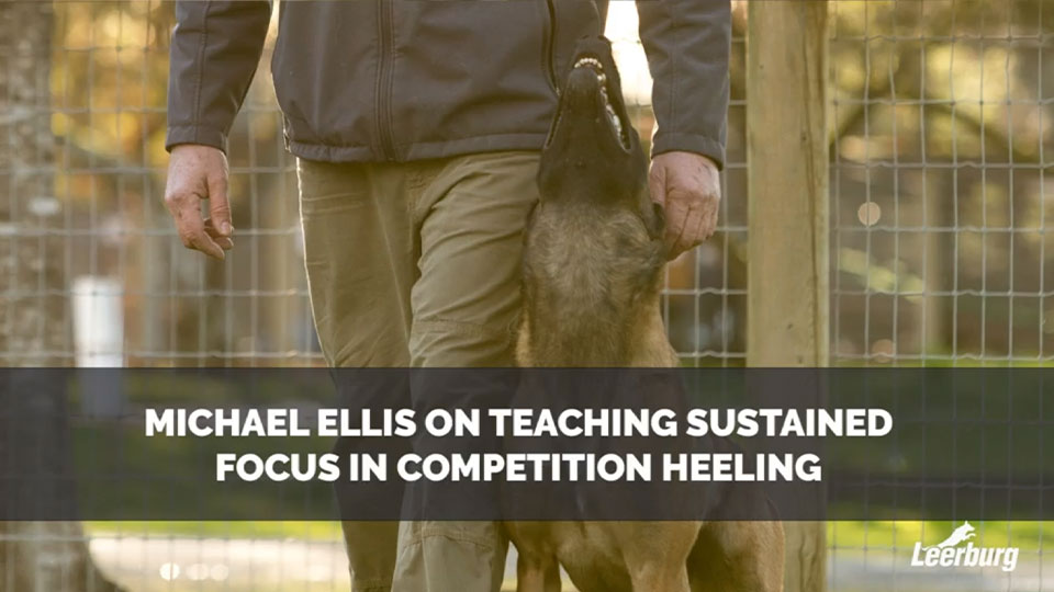 Michael Ellis on Teaching Sustained Focus in Competition Heeling