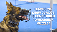 How Do We Know Our Dog is Conditioned to Wearing a Muzzle?