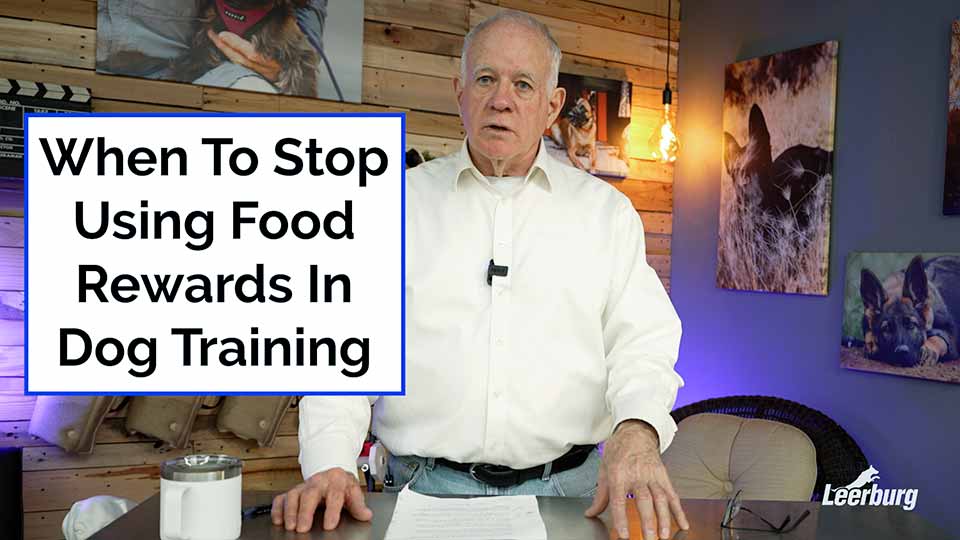 When To Stop Using Food Rewards in Dog Training