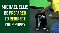 Michael Ellis on Being Prepared To Redirect Your Puppy