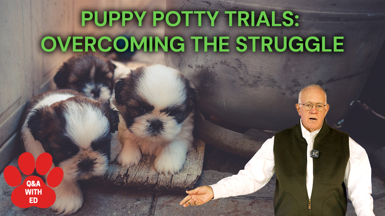 PUPPY POTTY TRIALS: OVERCOMING THE STRUGGLE