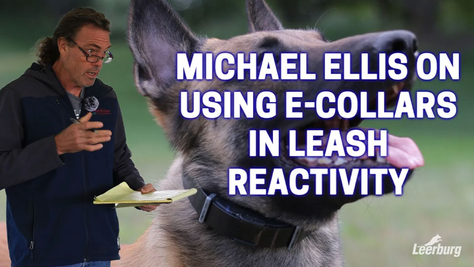Michael Ellis on Using E-Collars in Leash Reactivity