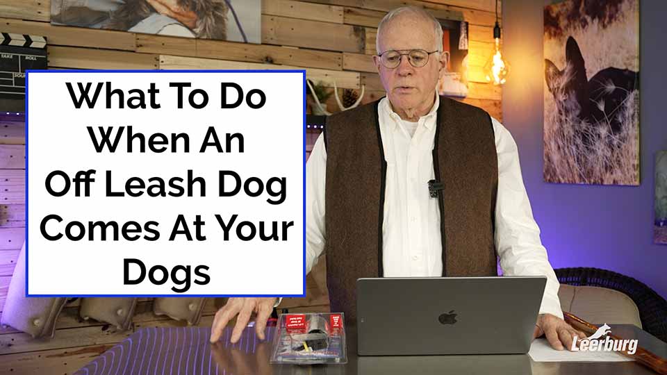 What To Do When An Off Leash Dog Comes At Your Dogs