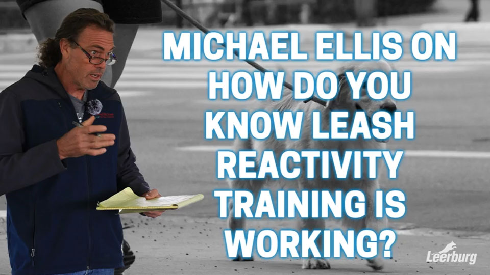Michael Ellis on How Do You Know Leash Reactivity Training is Working?