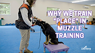 Why We Train "Place" in Muzzle Training