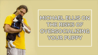 Michael Ellis on The Risks of Oversocializing Your Puppy