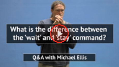 Wait Vs. Stay Command with Michael Ellis 