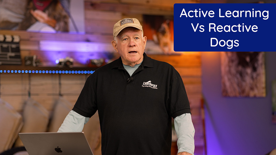 Active Learning Vs Reactive Dogs