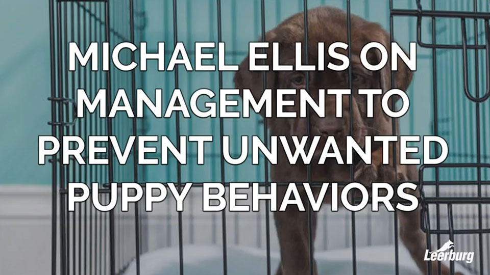 Michael Ellis on Management to Prevent Unwanted Puppy Behaviors