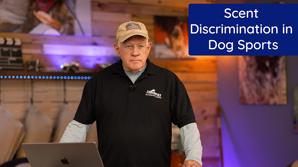 Scent Discrimination in Dog Sports