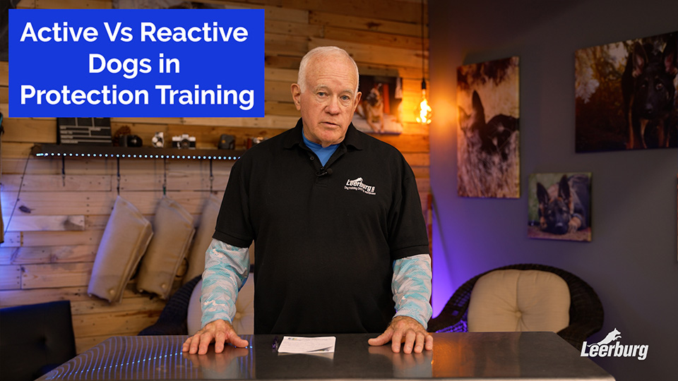 Active vs Reactive Dogs in Protection Training