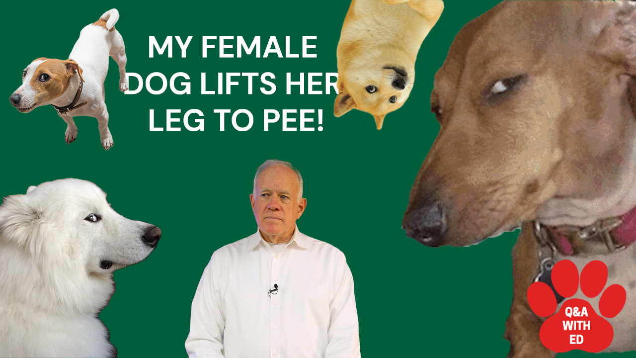 MY FEMALE DOG LIFTS HER LEG TO PEE!