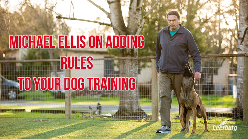 Michael Ellis on Adding Rules to Your Dog Training