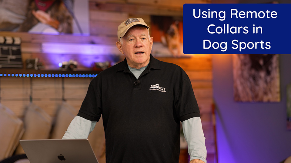 Using Remote Collars in Dog Sports
