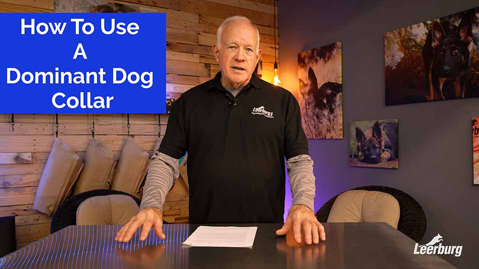 How To Use A Dominant Dog Collar