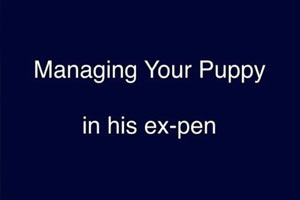 Managing Your Puppy in an ExPen 