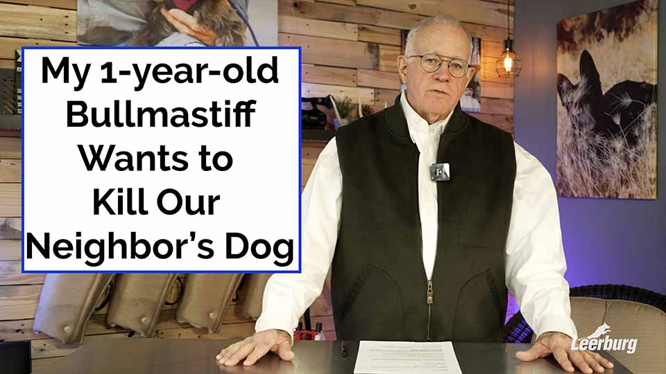 My 1-Year-Old Bullmastiff Wants to Kill Our Neighbors Dog