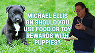Michael Ellis on Should You Use Food or Toy Rewards with Puppies?