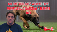 Michael Ellis on Building Your Dogs Working Drive Using Social Isolation as A Training Tool