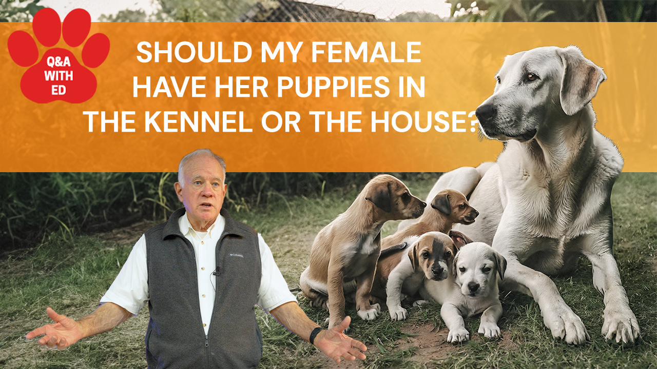 Should My Female Have Her Puppies In The Kennel Or the House?