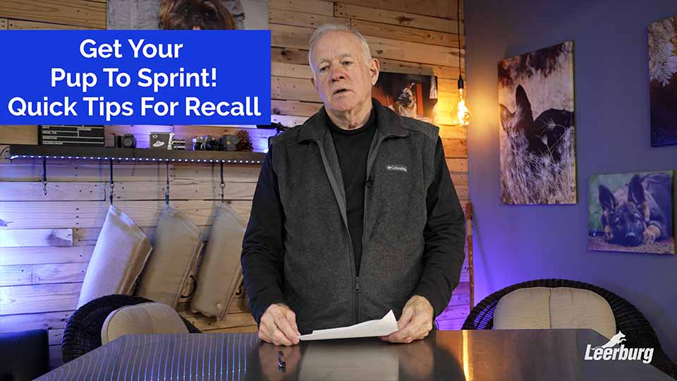 Get Your Pup To Sprint! Quick Tips For Recall