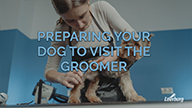 Preparing Your Dog to Visit the Groomer