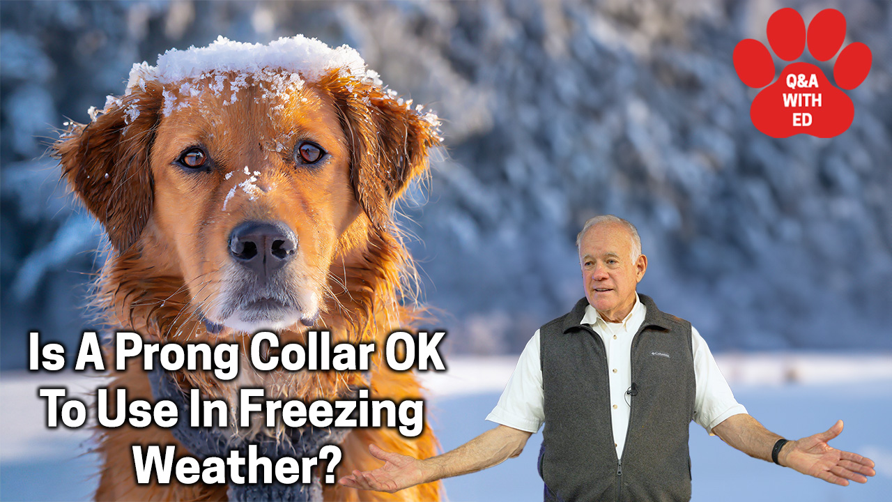 Is A Prong Collar OK To Use In Freezing Weather?